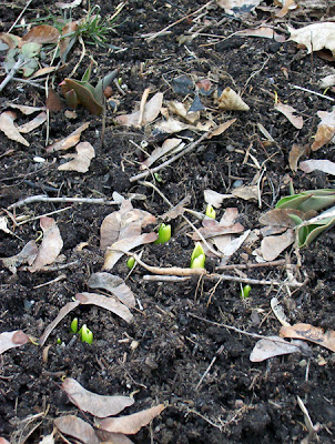 Could be tulips, maybe hyacinth