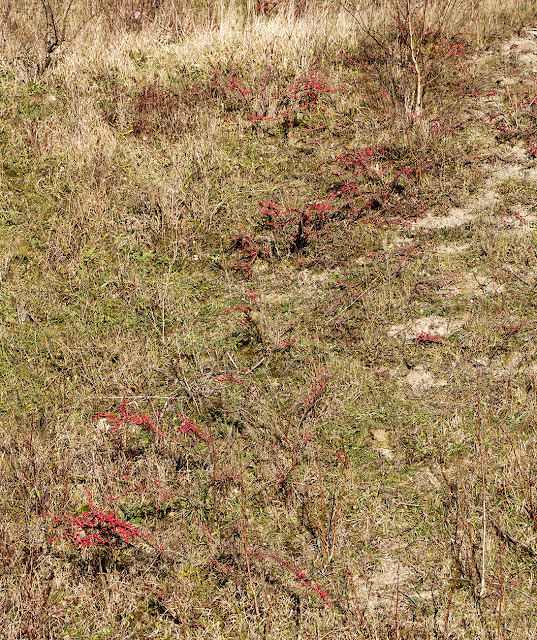 Cotoneasters in Riddlesdown quarry, 28 December 2015.