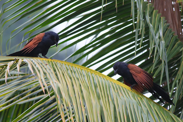 Viet Nam juvenile pair