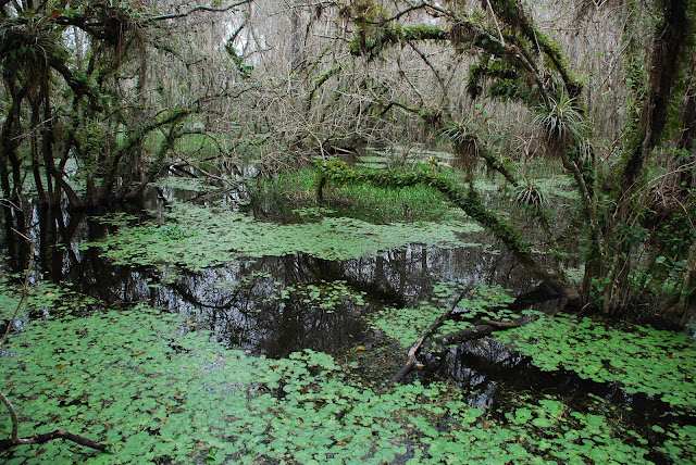 Big Cypress National Preserve