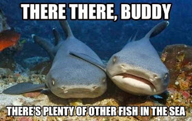 30 Funny animal captions - part 21 (30 pics), captioned animal pictures, sharks