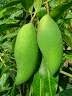 mangga golek
