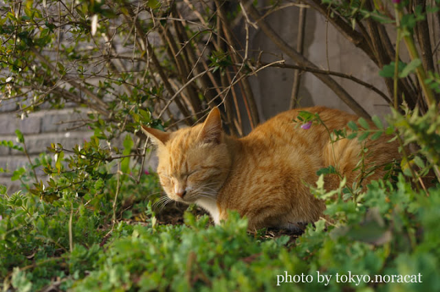 猫写真