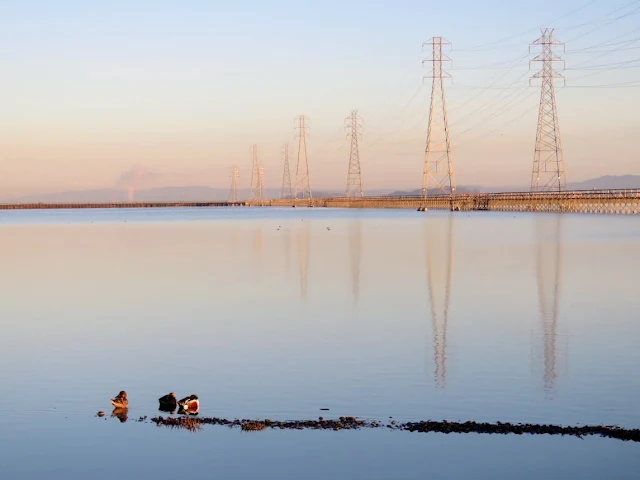 Ducks on the San Francisco Bay at Sunrise in Mountain View, CA