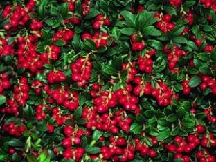 Lingonberry dan manfaatnya