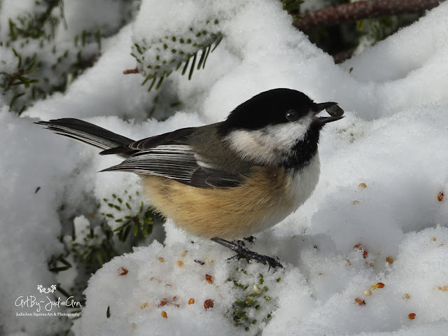 Chickadee in winter