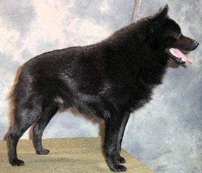 Schipperke Dog Breed Pictures Dog Pictures Online