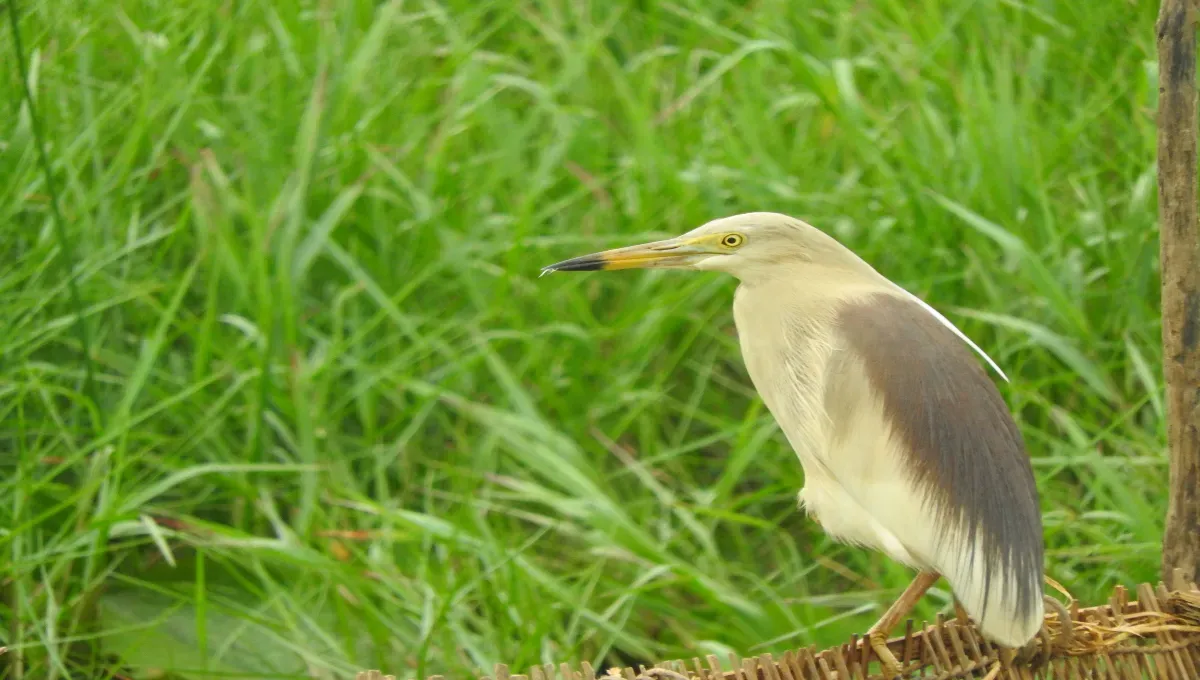 pond heron manglajodi