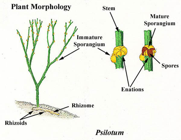 Psilotum sporophyte anatomy