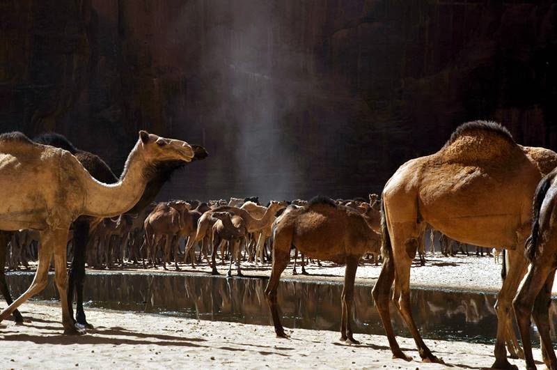 The Guelta d'Archei is probably the most famous guelta in the Sahara. It is located in the Ennedi Plateau, in north-eastern Chad, south-east of the town of Fada. The Guelta d'Archei is inhabited by several kinds of animals, most notably the Nile crocodile