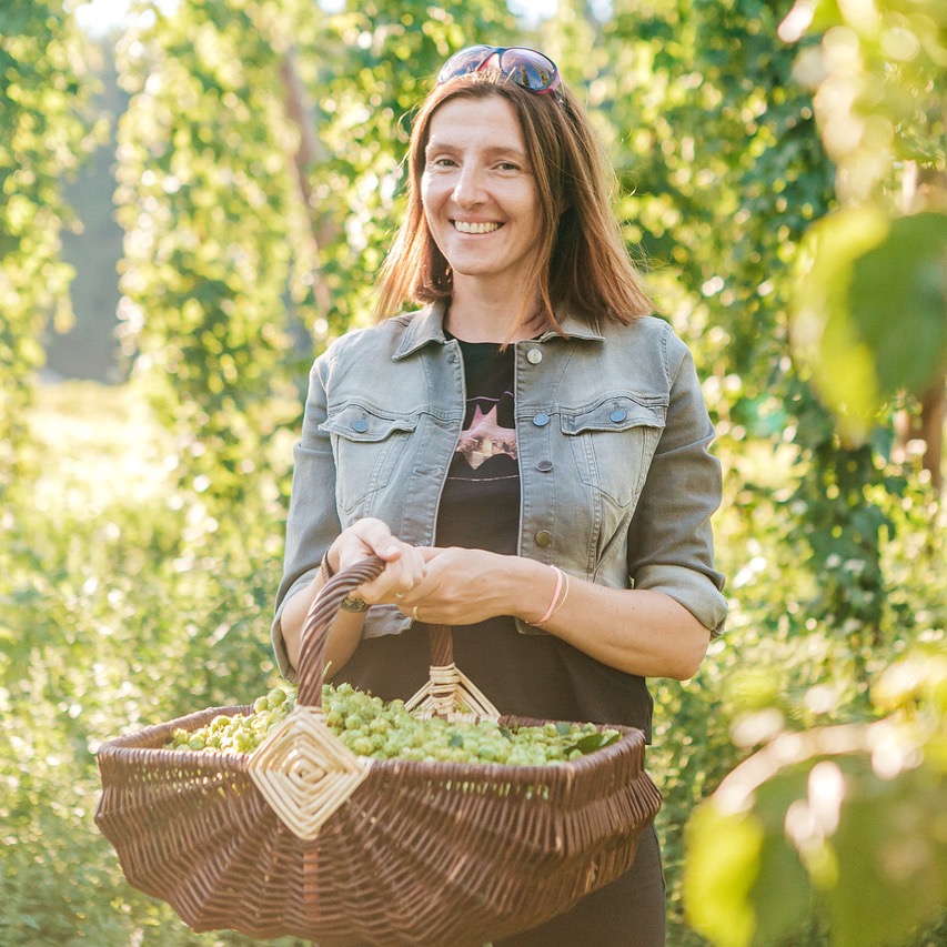 Hopfenernte im Waldviertel