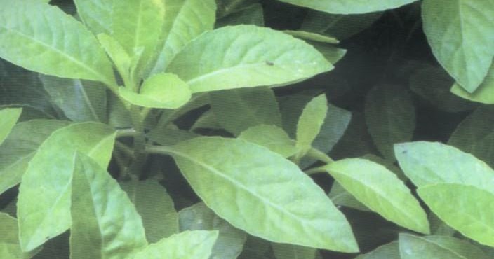 Tanaman Herba Pokok Sambung Nyawa