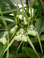 Orhidee Brassia
