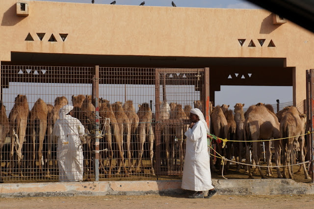 Mercado de Camelos Al Ain