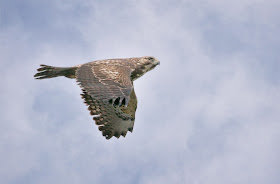 Immature Swainson's Hawk hanging out in Brooklyn.