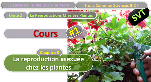 Télécharger | Cours | Tronc commun  Sciences  > La reproduction asexuée chez les plantes  (TCS Biof)  SVT  #1