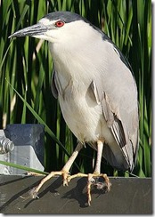 bayoffundy.ca-SEABIRDS 40 Good reasons to protect the Bay of Fundy.pdf - Adobe Acrobat Professio