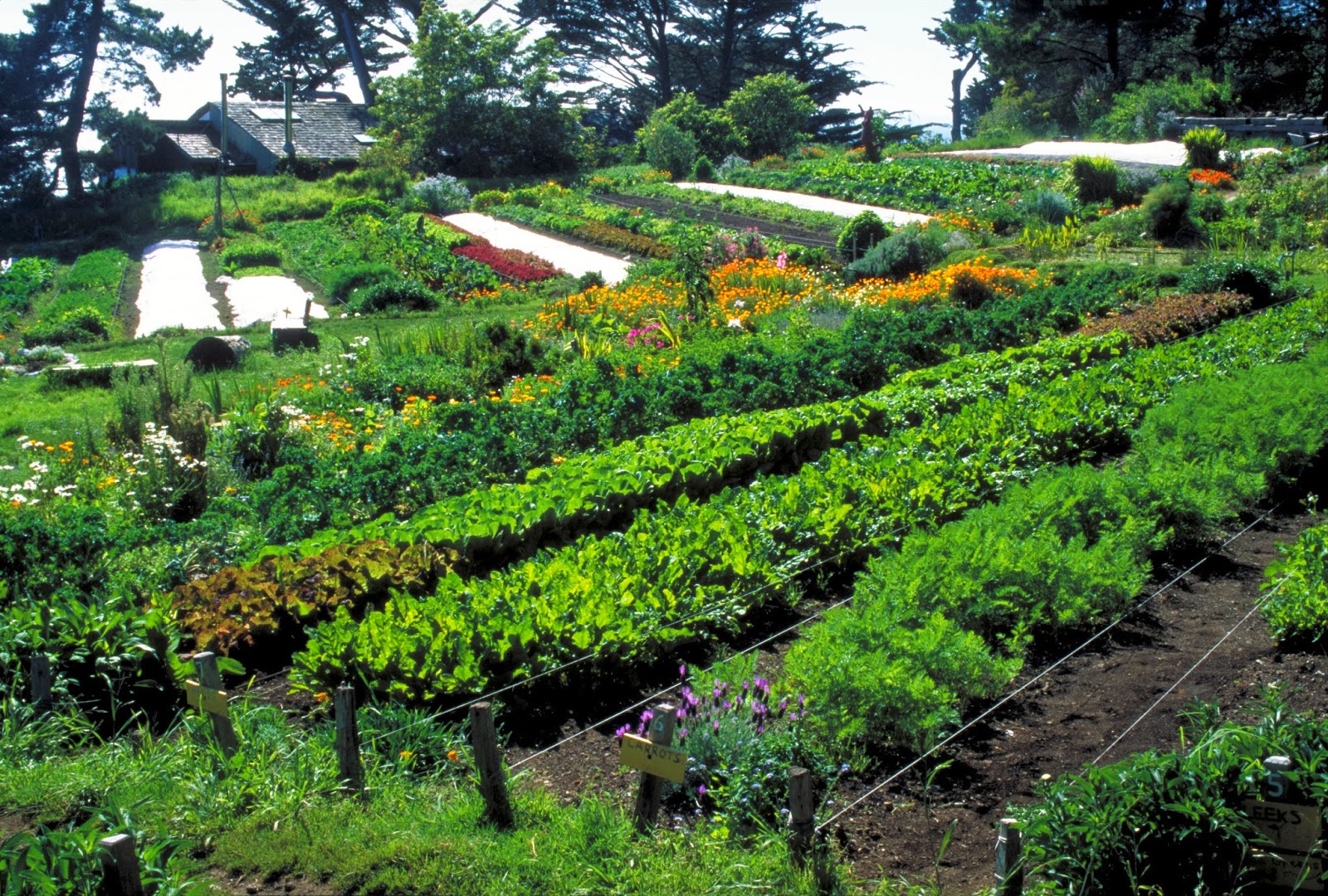 LocalOrg: Permaculture: A Healthy Sustainable Alternative to Big-Agri on Permaculture Garden Layout
 id=48316