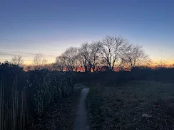 London tree sunset