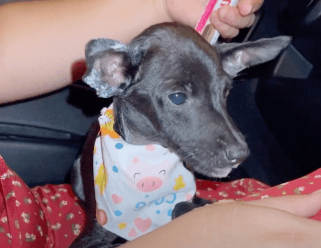 Stray Dog's Fearful Heart Healed by Patience and Love