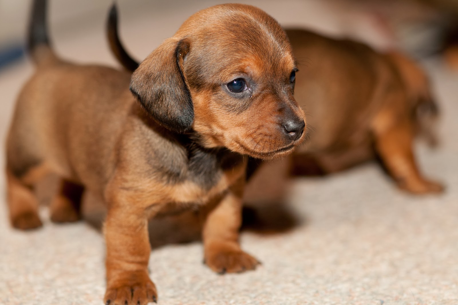 ... puppies-pictures-and-wallpapers-dachshund-small-breeds-dogs-cute-and