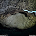 Hallan fósil de coral más antiguo en Yucatán en cenote de Kinchil 