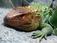 Caiman Lizard Animal Pictures