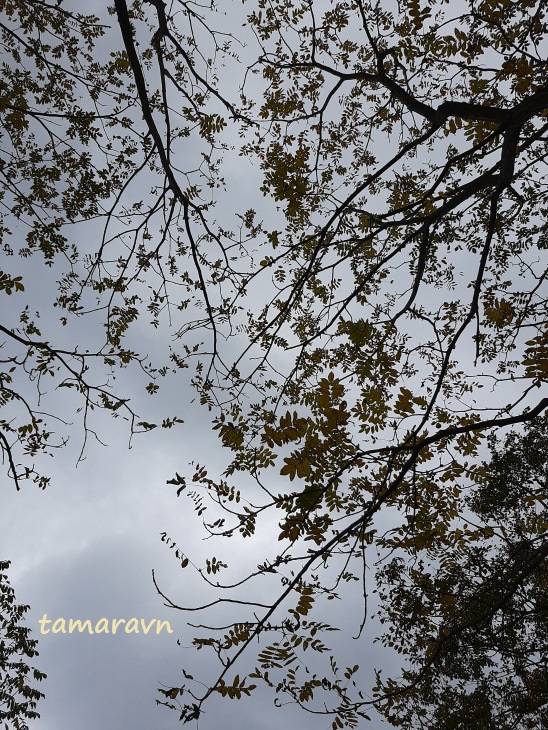 Маньчжурский орех (Juglans mandshurica) с последними листьями