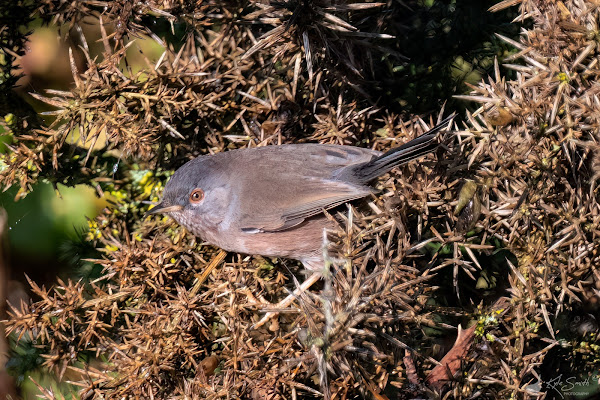 Dartford warbler