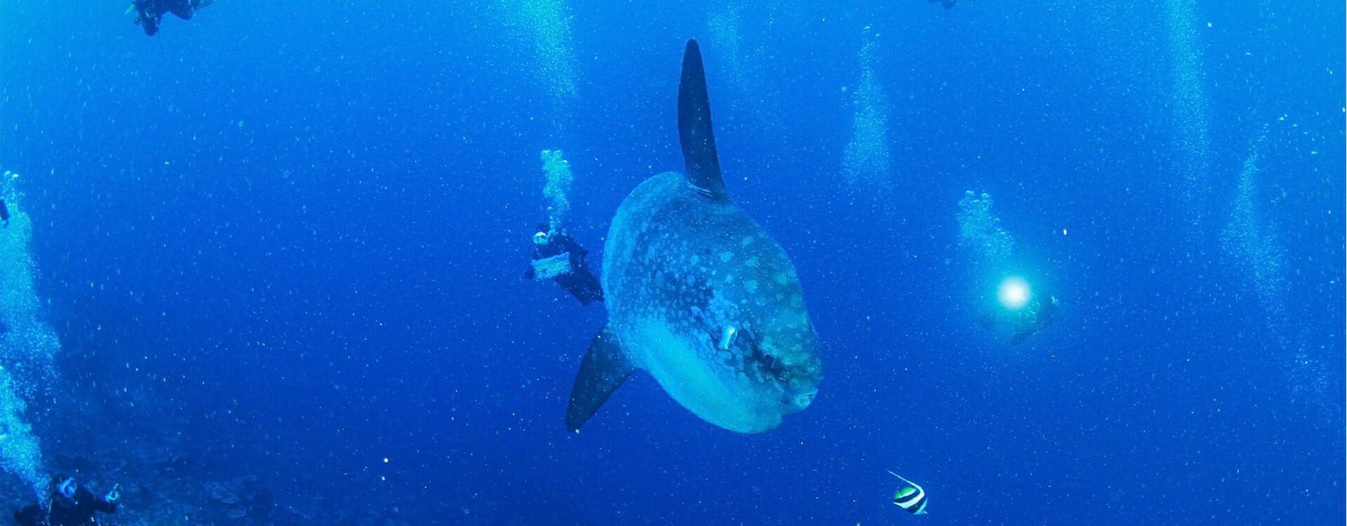 Bali Fun Diving