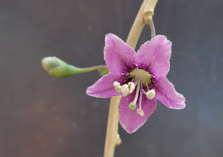 cultivo flores bayas de Goji