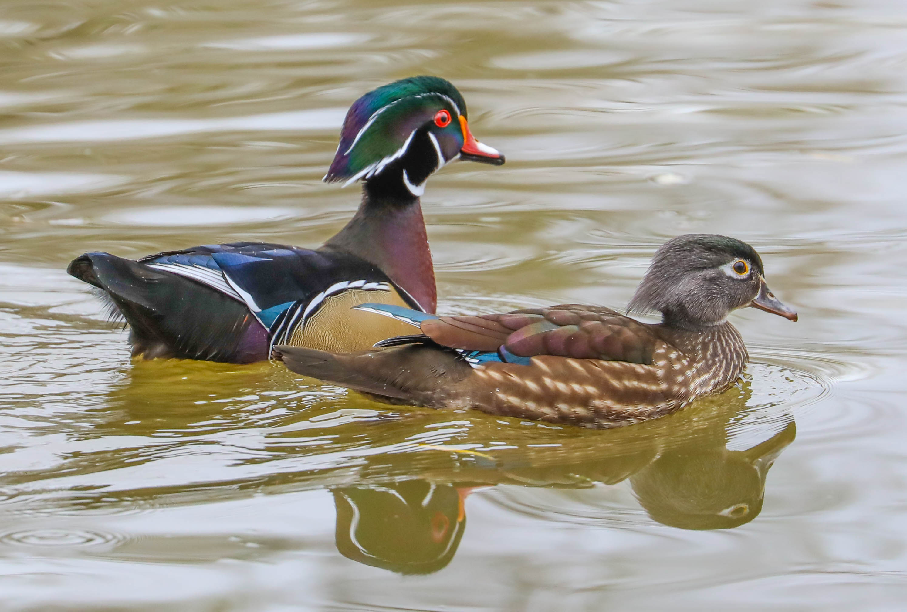 CREATURE FEATURE – Wood Ducks – Friends of the Rouge