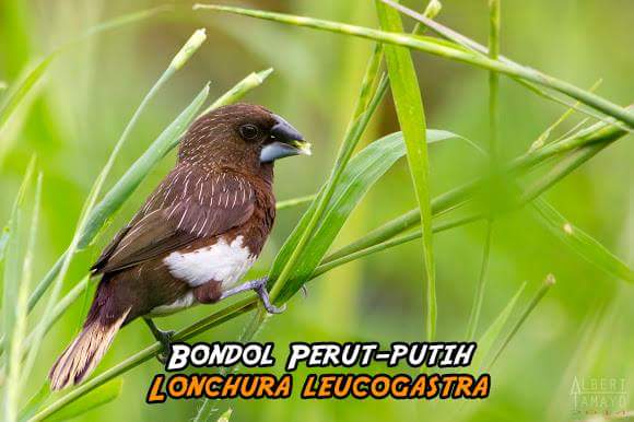 Super Cantik 25 Jenis Finch Asli Indonesia Gaco Gacor