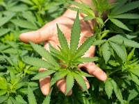 Cannabis cultivation project to commence soon.