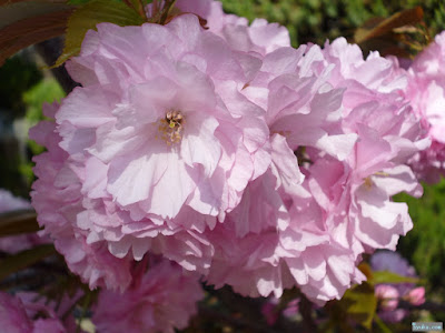 櫻宮神社献花祭桜