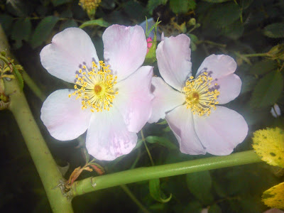 flores de escaramujo