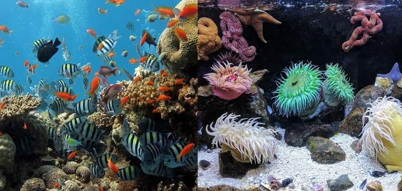 What Is Coral Bleaching? | The Colorful Undersea World Is In Danger