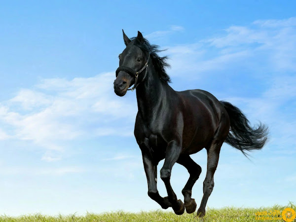 صور خيول عربية اصيلة ( 1 ) صور خيول عربية اصيلة ( 1 )