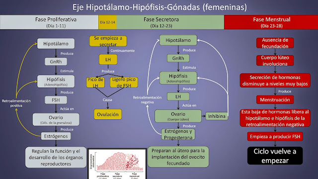 Resultado de imagen para ENDOCRINO GONADAS