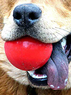 Chowderhead's nose, tongue and ball (c) David Ocker