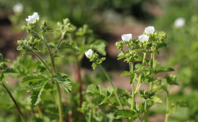 Potentilla Rupestris