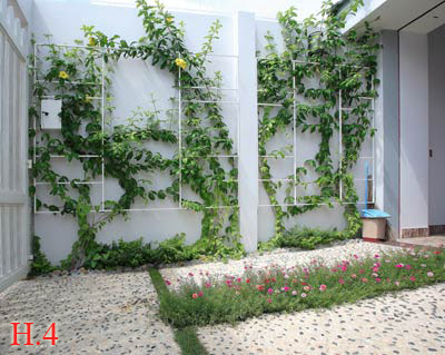 trồng cây làm vườn trên tường