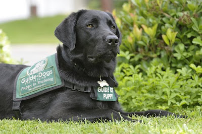 Black Lab puppy Avalon