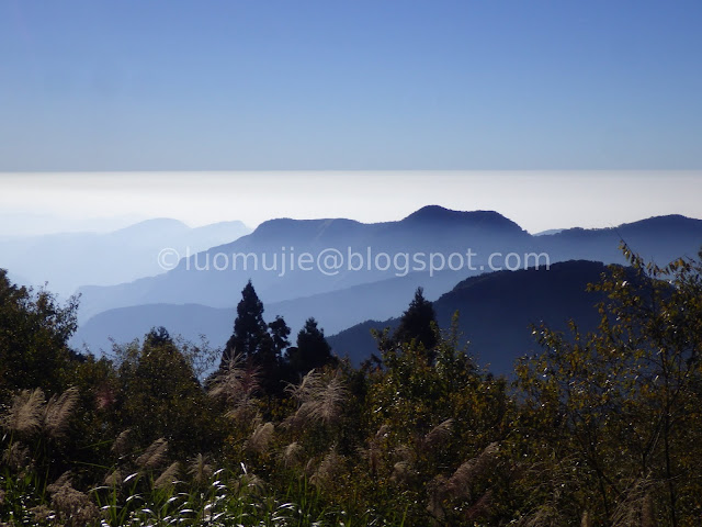 Alishan maple autumn foliage