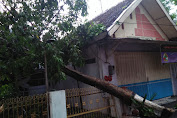 Hujan Disertai Angin, Banyak Pohon Tumbang Timpa Rumah di Lumajang
