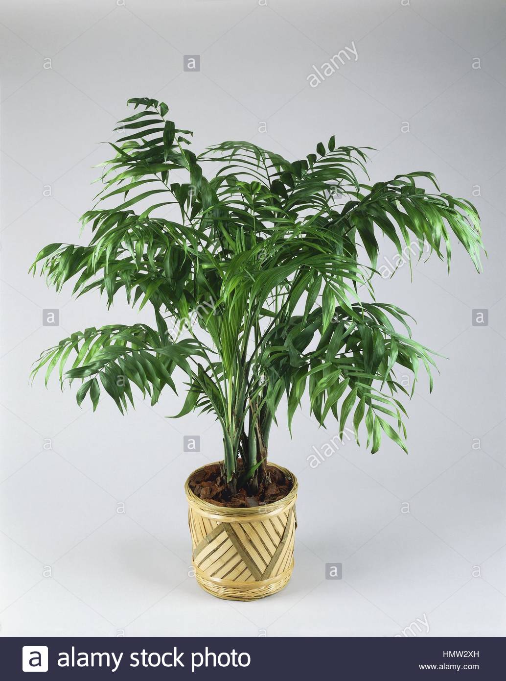 which bonsai trees are safe for cats: which bonsai trees are safe for cats: