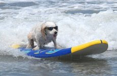 dog surfing