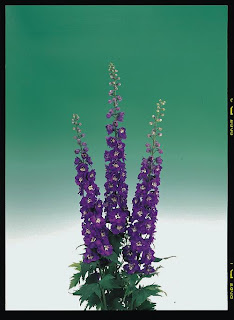 Exotic Purple Delphinium Flower