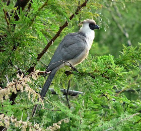 Turaco enmascarado: Corythaixoides personatus