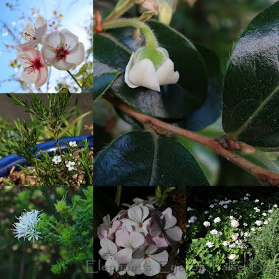 Pale and interesting September shrubs